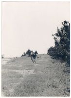  Kurische Nehrung, Junger Elch Elche