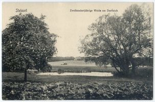 Steinort Kr. Angerburg, Ort, Kreis Angerburg Steinort Kr. Angerburg, Zweihundertjährige (?) Weide am Dorfteich 