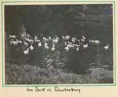 Rautenburg, Kreis Elchniederung Rautenburg, Teich im Park 