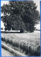  Ostpreußische Landschaft, Alter Lindenbaum 