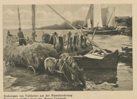  Kurische Nehrung, Einbringen von Viehfutter aus der Memelniederung Landwirtschaft in Ostpreußen