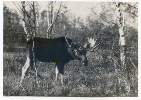  Kurische Nehrung, Elchschaufler im Bruchwald Куршская коса, лоси-копатели в болотном лесу