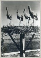 Rossitten Kr. Samland, Kreis Samland Rossitten Kr. Samland, Jungstörche im Nest 