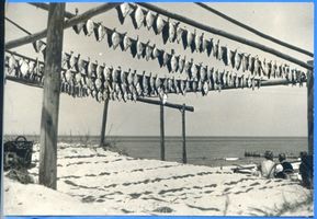 Cranz Kr. Samland, Ort, Kreis Samland Cranz, Trocknen der Flundern VIII Кранц, сушка камбалы, VIII
