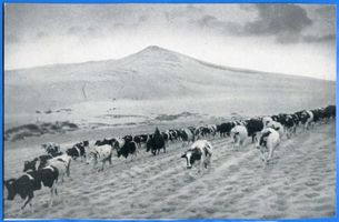  Kurische Nehrung, Heimkehrende Herde im Tal des Schweigens II Kurische Nehrung, Dünen