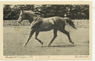 Groß Trakehnen, Kreis Ebenrode Groß Trakehnen, Hauptbeschäler Groß Trakehnen, Hauptgestüt, Beschäler