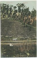 Schwarzort, Kreis Memel Schwarzort, Evaberg, Dünenbefestigung 
