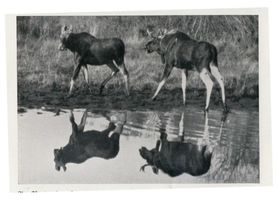  Kurische Nehrung, Elin und Stangenhirsch Elche