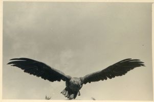 Kirsaiten, Kreis Angerburg Kirsaiten, Seeadler 