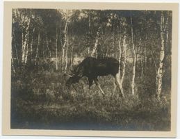 Kurische Nehrung, Äsender Elch Elche