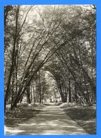 Upalten Kr. Angerburg, Kreis Angerburg Upalten Kr. Angerburg, Ulmendom III 