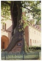 Frauenburg, Kreis Braunsberg Frauenburg, Kopernikus-Eiche ?? 
