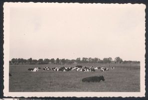 Landkeim Kr.Samland, Kreis Samland Landkeim Ks. Samland,  Schwarzbunte Herdbuchherde auf der Weide. Ландкайм, р-н Самбия, чёрно-пёстрое племенное стадо на пастбище.