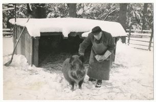 Scharfenrade, Kreis Lyck Scharfenrade, Zahmes Wildschwein 