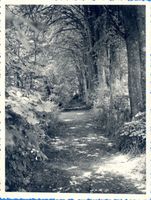 Klein Nuhr, Kreis Wehlau Klein Nuhr, Lindenallee im Garten des Forstamtes 
