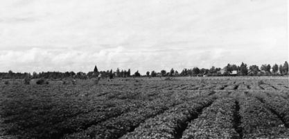 Friedrichsrode (Ostpr.), Kreis Labiau Friedrichsrode, Kartoffelrücken Friedrichsrode, Kr. Labiau, nichtverortete Bildmotive
