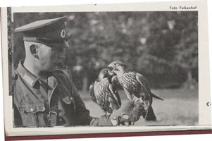 Ortelsburg, Stadt, Kreis Ortelsburg Ortelsburg, Jägerkaserne,  Falkenhof, Edelfalken auf der Faust des Falkners 