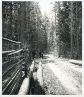Kruttinnen, Kreis Sensburg Kruttinnen, Waldweg nach Kruttinnen 