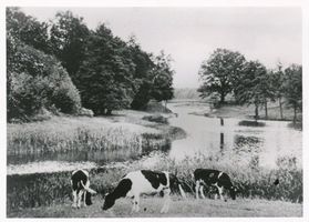  Kreis Mohrungen, Kühe am Krebs-See 