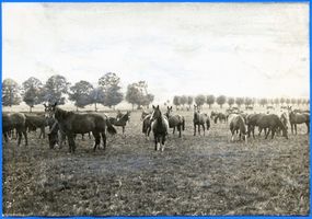 Groß Trakehnen, Kreis Ebenrode Groß Trakehnen, Herde auf der Weide 
