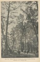 Groß Bruch, Kreis Samland Großbruch, Hoher Wald bei Großbruch 