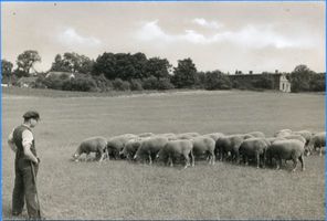 Sorgenau, Kreis Samland Sorgenau, Schafherde 