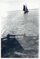  Frisches Haff / Frische Nehrung, Lomme am Seekanal Frische Nehrung - Frisches Haff