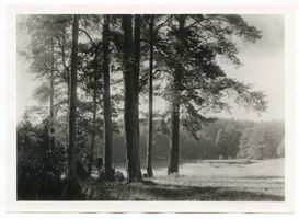  Schlobitten (Kreis Preußisch Holland), Waldlandschaft 