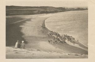  Kurische Nehrung, Kühe am Strand Kurische Nehrung, Dünen
