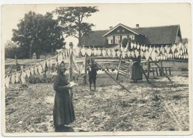  Kurische Nehrung, Trocknen von Flundern III Kurische Nehrung, Fischerei