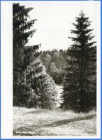  Rominter Heide, Auguste-Victoria-Blick 