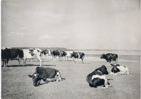  Frisches Haff, Kuhherde an der Fischhausener Wiek 