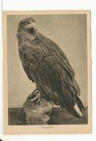 Rossitten Kr. Samland, Kreis Samland Rossitten Kr. Samland, Vogelwarte, Seeadler 