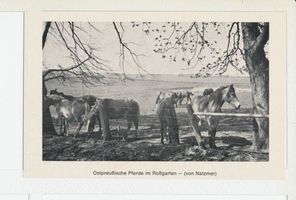 Bartenstein, Kreis Bartenstein Bartenstein, Ostpreußische Pferde im Roßgarten 