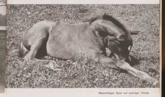  Ostpreußen, Pfohlen auf der Weide Восточная Пруссия, жеребёнок на пастбище