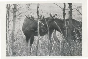  Kurische Nehrung, Elin und Elch Elche