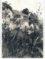 Darienen, Kreis Samland Darienen, Blumen am Gut 