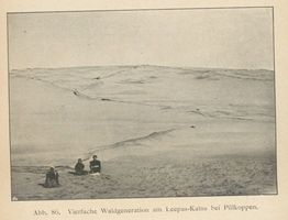 Pillkoppen, Kreis Samland Pillkoppen, Vierfache Waldgeneration am Leepas Kalns Kurische Nehrung, Dünen