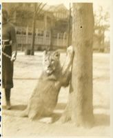 Königsberg (Pr.), Stadtkreis Königsberg Hufenallee Königsberg (Pr.), Tiergarten, Junger Löwe an der Leine Königsberg, Tiergarten