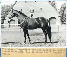 Groß Trakehnen, Kreis Ebenrode Groß Trakehnen??, Trakehner Junghengst Гросс-Тракенен??, тракененский молодой жеребец