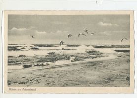  Kurische Nehrung, Möwen am Ostseestrand 