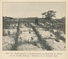Neutief, Kreis Samland Neutief, Dünenbefestigung, Kiefernpflanzen in Sandgrasbesteck mit Deckreisig bei Neutief 