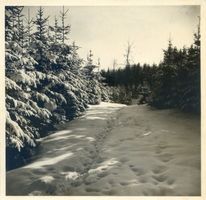 Rominter Heide, Winterbild, Fährten im Schnee Роминтская пуща, зимний снимок, следы на снегу