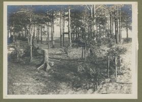 Tilsit, Stadt, Stadtkreis Tilsit  Tilsit, Park Jakobsruh, Gewerbeausstellung, Abteilung Forstfach, Fichtenstamm mit Senkerstämmchen aus den Astwurzeln Tilsit, Park Jakobsruh, Gewerbeausstellung 1905