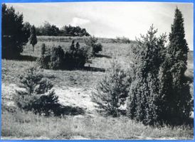Kaporn, Kreis Samland Kaporn, Wacholder in der Kaporner Heide Капорн, можжевельник в Капорнской пуще