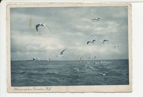  Kurisches Haff, Möwen auf dem Kurischen Haff I Куршский залив, чайки на Куршском заливе I