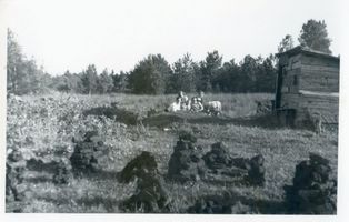 Groß Damerau, Kreis Allenstein Groß Damerau, Torfbruch Erdtmann 