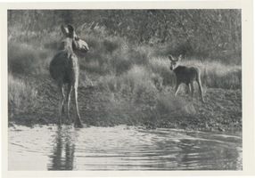  Memelgebiet, Elchkuh mit Kalb, IV Elche