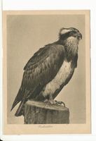 Rossitten Kr. Samland, Kreis Samland Rossitten Kr. Samland, Vogelwarte, Fischadler Росситтен, р-н Самбия, орнитологическая станция, скопа