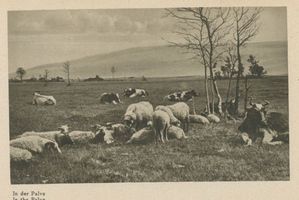  Kurische Nehrung, In der Palve Kurische Nehrung, Dünen